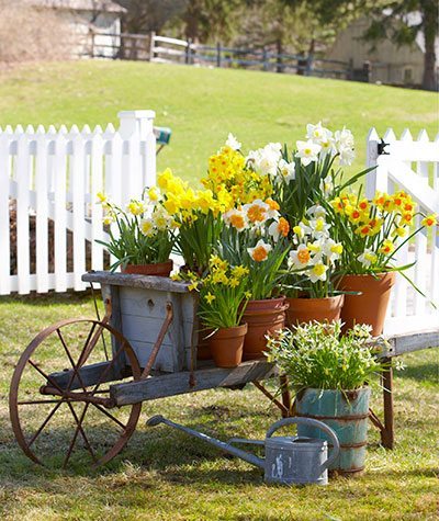 daffodils in a wheelbarrow