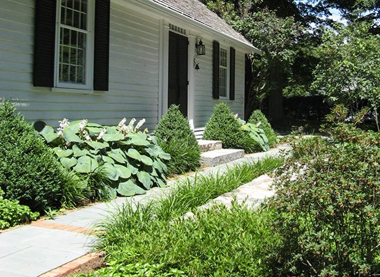 Foundation planting with boxwood and hosta