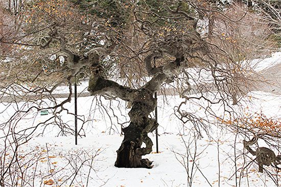 arnold arboretum beech