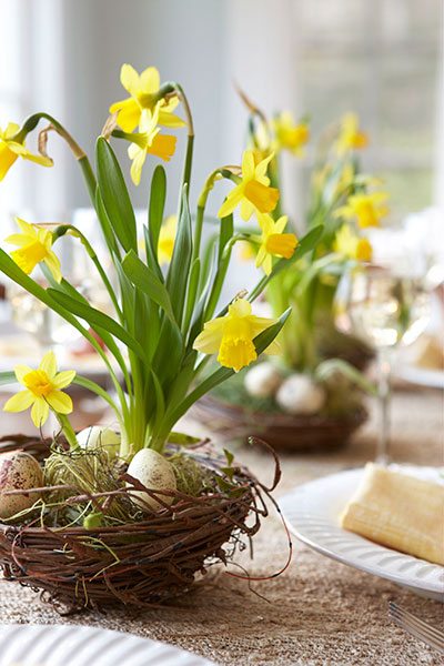 daffodils in bird nest
