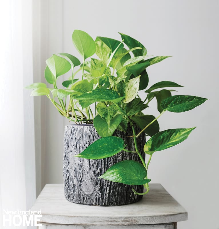 A pothos plant in a gray container that looks like tree bark. The container is on a white-washed table.