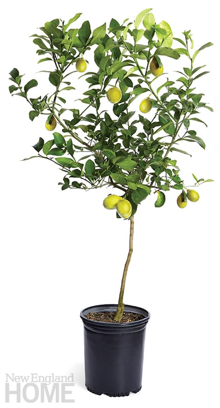 indoor trees lemon tree